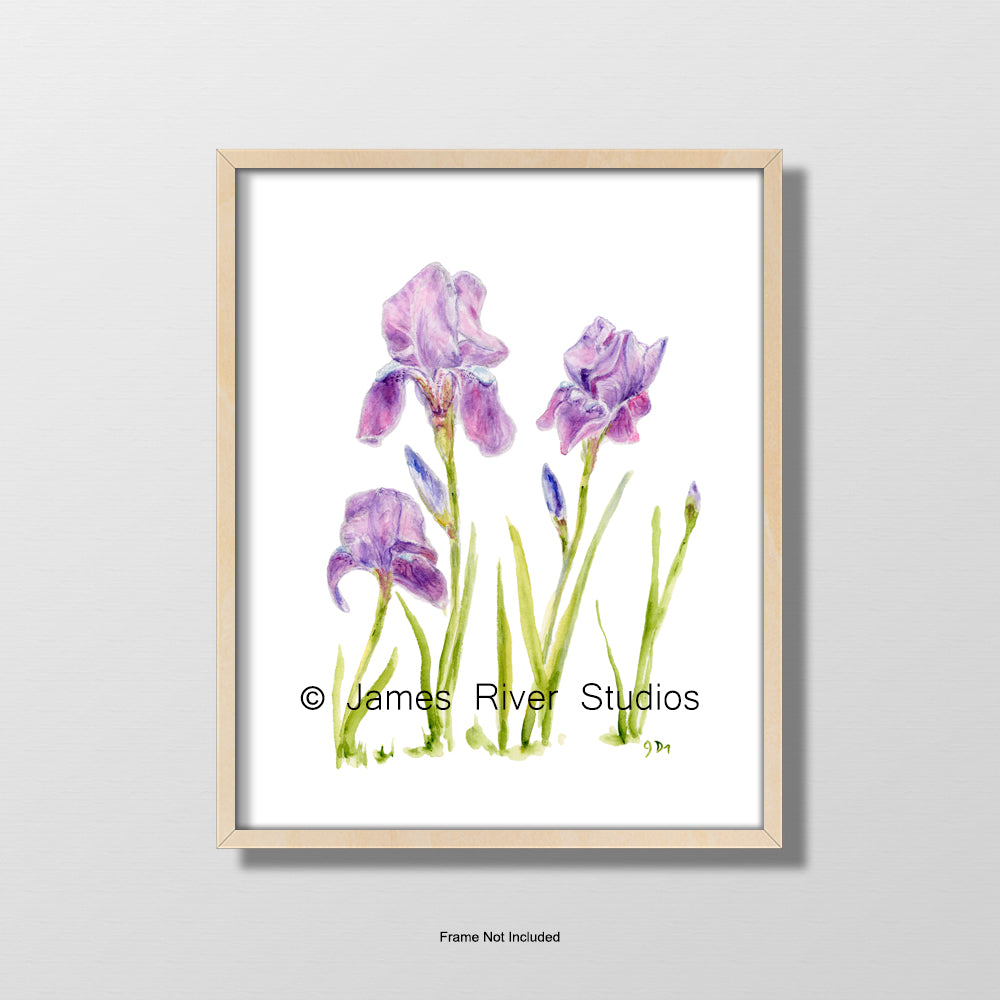 iris irises purple floral watercolor painting flower wall art