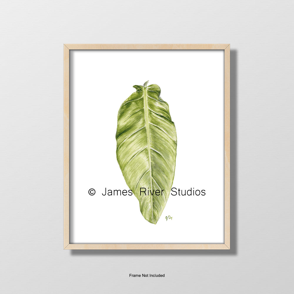 philodendron leaf watercolor painting print tropical leaves art house plant wall decor