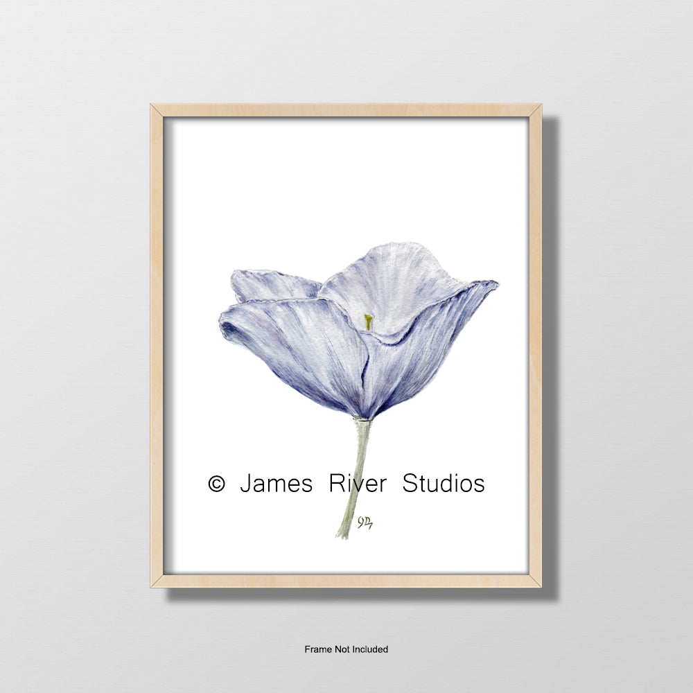 Poppy #1 Print - Flower Floral Botanical Art - James River Studios