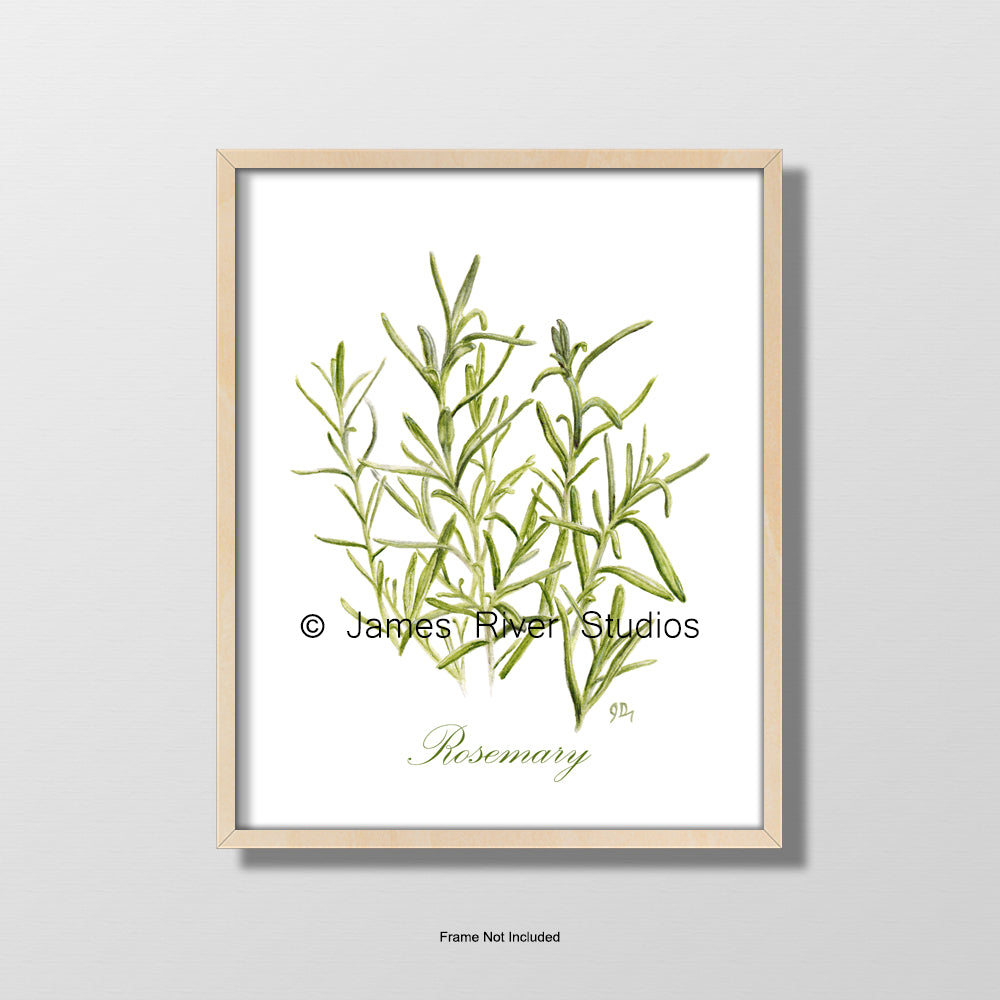 Herb Prints Set of 3