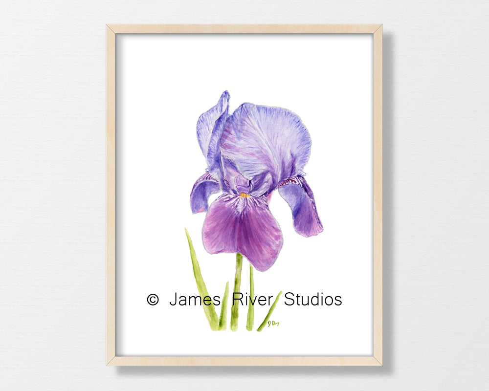 Purple Flower Prints Set of 3