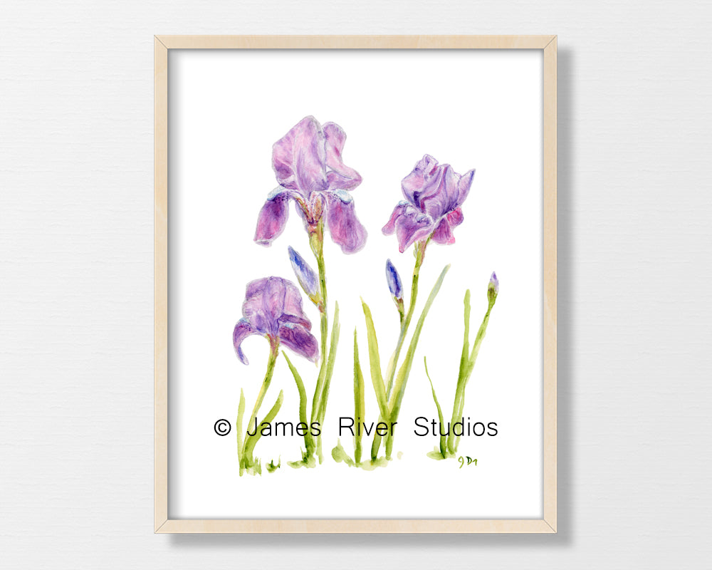 Purple Flower Prints Set of 3