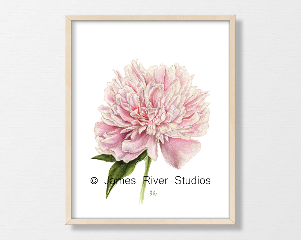Pink Flowers Prints Set of 4