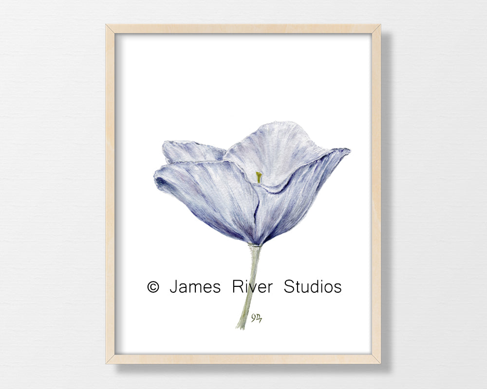 Poppy Prints Set of 3