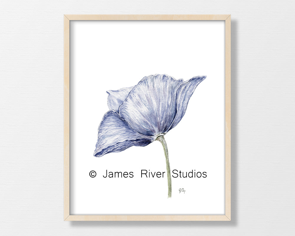 Poppy Prints Set of 3