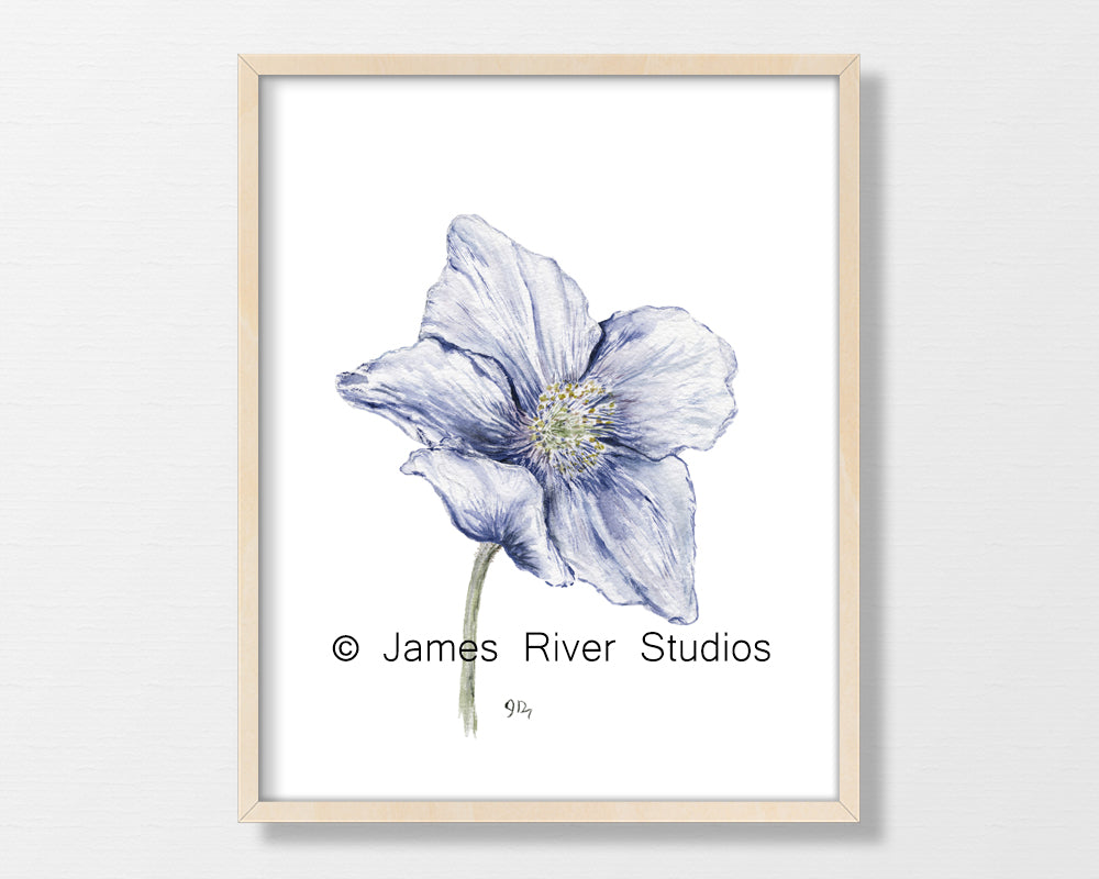 Poppy Prints Set of 3