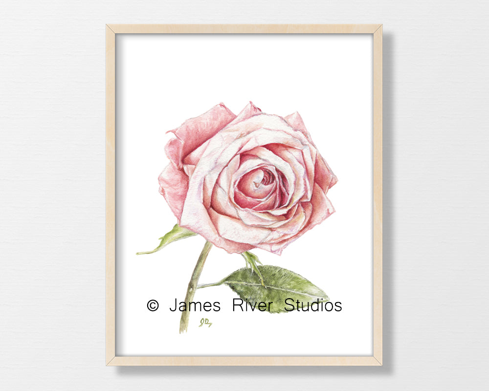 Pink Flower Prints Set of 6 - Floral Art - James River Studios